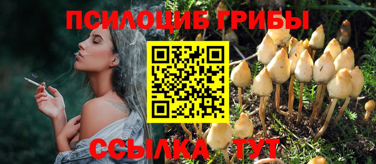 как найти закладки  Вышний Волочёк  Псилоцибиновые грибы мухоморы 
